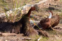 Ngỡ ngàng loài chim tuyệt chủng hơn vạn năm bất ngờ "tái sinh" kỳ diệu 