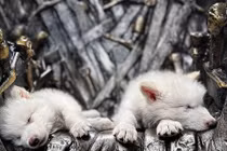 Loài sói huyền thoại tuyệt chủng hơn vạn năm bất ngờ hồi sinh kỳ diệu