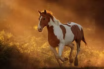  Ai khó mặc ai, 3 con giáp dễ kiếm tiền nhất trong tháng 3