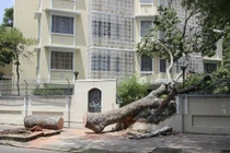 Cây cổ thụ bật gốc đè sập tường bao Lãnh sự quán Nga