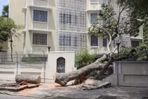 Cây cổ thụ bật gốc đè sập tường bao Lãnh sự quán Nga