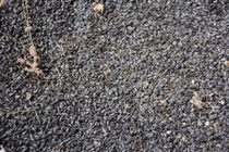 Kinh hãi bầy bọ lạ “tấn công” nhà dân ở Phú Yên