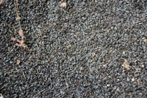 Kinh hãi bầy bọ lạ “tấn công” nhà dân ở Phú Yên