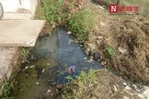 Kinh hãi rau muống tưới nước cống được bán ở Hà Nội