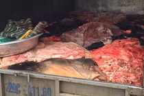 Bắt xe tải chở đầy da bò, nội tạng thối ở Hà Nội