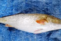 Bắt được con cá lạ nặng gần 10kg có giá bạc tỷ