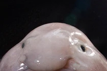 Hết hồn những sinh vật kỳ dị như ở ngoài hành tinh