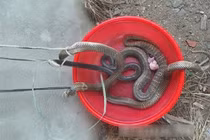 Tận mắt vây bắt ổ rắn hổ mang “khủng” giữa Hà Nội