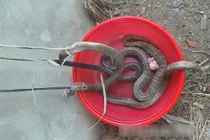 Tận mắt vây bắt ổ rắn hổ mang “khủng” giữa Hà Nội