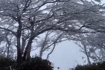 Nhiều tỉnh phía Bắc băng giá phủ trắng xóa cây