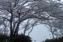 Nhiều tỉnh phía Bắc băng giá phủ trắng xóa cây