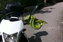 Video: Rắn xanh độc “cướp” tay lái xe máy