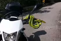 Video: Rắn xanh độc “cướp” tay lái xe máy