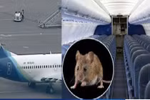 Chuột lên máy bay, 2 chuyến bị chậm hoặc huỷ