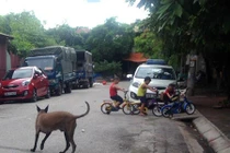 Quận Thanh Xuân, Hà Nội thành lập đội xung kích bắt chó thả rông