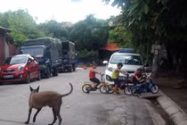 Quận Thanh Xuân, Hà Nội thành lập đội xung kích bắt chó thả rông