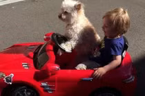 Xem "tài xế chó" cầm lái Mercedes-Benz SLS AMG