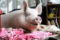 “Hot face heo của năm” có hơn 230.000 fans trên mạng xã hội