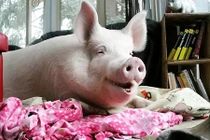 “Hot face heo của năm” có hơn 230.000 fans trên mạng xã hội