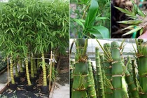 Để 1 trong 5 loài cây này trước cửa, gia đình sẽ tránh được hầu hết vận xui