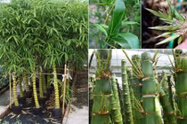 Để 1 trong 5 loài cây này trước cửa, gia đình sẽ tránh được hầu hết vận xui