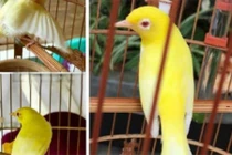 Video: “Lóa mắt” trước bộ sưu tập chim màu khủng 10 tỷ ở Việt Nam