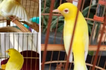 Video: “Lóa mắt” trước bộ sưu tập chim màu khủng 10 tỷ ở Việt Nam