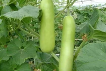 Thuốc từ quả bầu