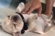 Chó con ngủ say như chết bất ngờ nổi tiếng trên MXH