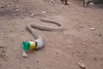 Tham ăn hổ mang chúa phải nhận cái kết đắng