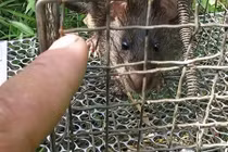 Chuyện lạ ở Hải Dương: Lôi nhau ra tòa vì bẫy chuột không chết