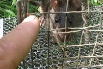 Chuyện lạ ở Hải Dương: Lôi nhau ra tòa vì bẫy chuột không chết