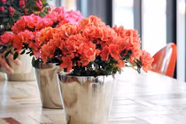 5 loại hoa đẹp lại dễ sống nên trồng ngay để kịp chơi Tết