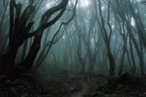 Những bí ẩn rợn người trong khu rừng ma ám đáng sợ nhất thế giới 