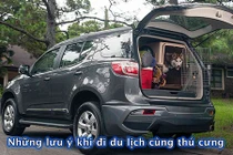 Chở thú cưng trên "xế hộp" cần lưu ý những điều gì?
