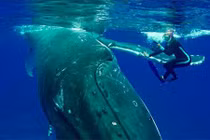 Video: Cá voi khổng lồ dùng vây che chở, cứu nữ thợ lặn khỏi cá mập 