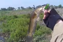 Thú vui cắm cần câu cá lóc bằng mồi nhái ở Kiên Giang