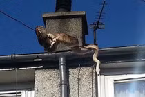 Cặp trăn "khủng" yêu nhau mãnh liệt trước cửa nhà dân