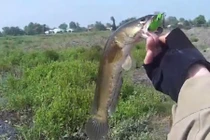 Thú vui cắm cần câu cá lóc bằng mồi nhái ở Kiên Giang