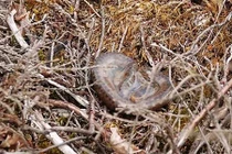 Sửng sốt loài rắn độc duy nhất tại Anh “cất tiếng khóc chào đời“