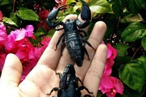 Gia tài bò sát của cậu học sinh lớp 12 ở Khánh Hòa