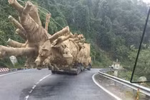 Hồ sơ bất thường 1 cây gỗ khủng bị CSGT bắt giữ ở Thừa Thiên Huế
