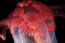 Video: Bất ngờ quái vật gà không đầu dưới biển sâu