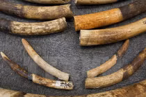 Thái Lan xét xử 2 người Việt Nam vận chuyển ngà voi trái phép