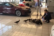 Đại lý xe ôtô tại Mỹ ôtô nuôi vịt để câu khách