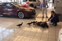 Đại lý xe ôtô tại Mỹ ôtô nuôi vịt để câu khách