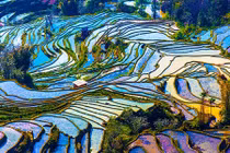 Ngẩn ngơ ngắm ruộng bậc thang đẹp khắp châu Á 