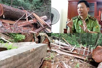 Kiểm lâm Nghệ An chưa nghe báo cáo rừng sa mu bị chặt hạ