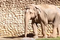 "Con voi buồn nhất thế giới" qua đời sau 43 năm bị nhốt