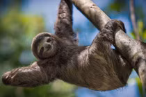 Tại sao con lười lại... lười? Lý do hóa ra thú vị 